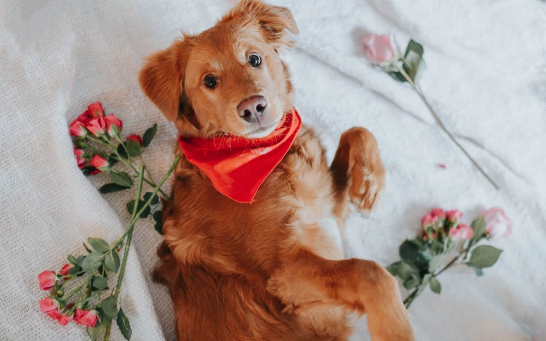 Brown dog laying in bed with flowers