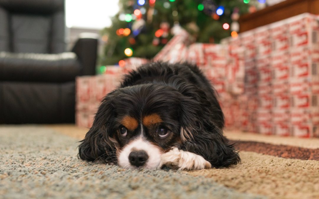 King Charles Spaniel laying down by Christmas presents