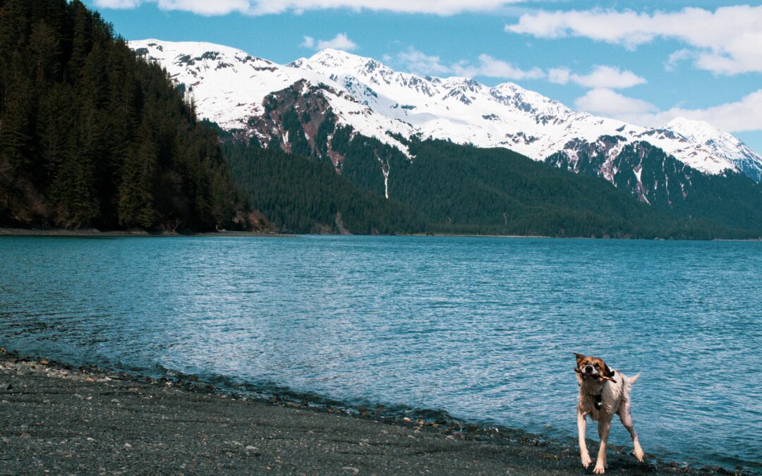 Dog looking happy at the shore of a lake with snowy mountains in the background