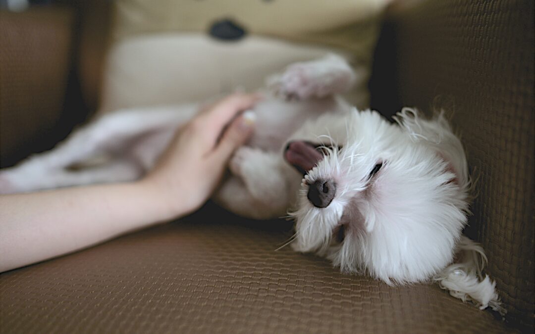 Small white dog lying on back being pet