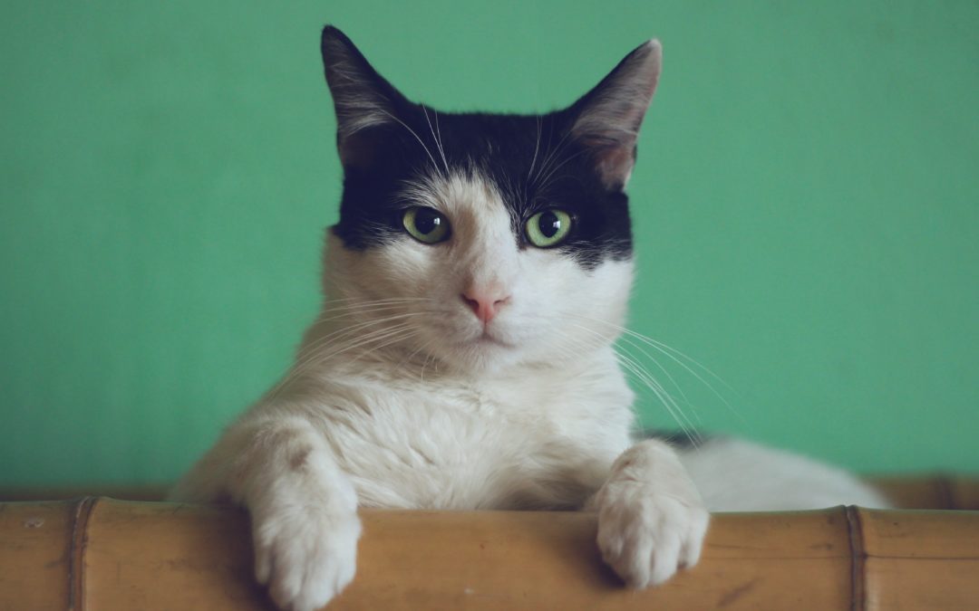 Black and white cat sitting down