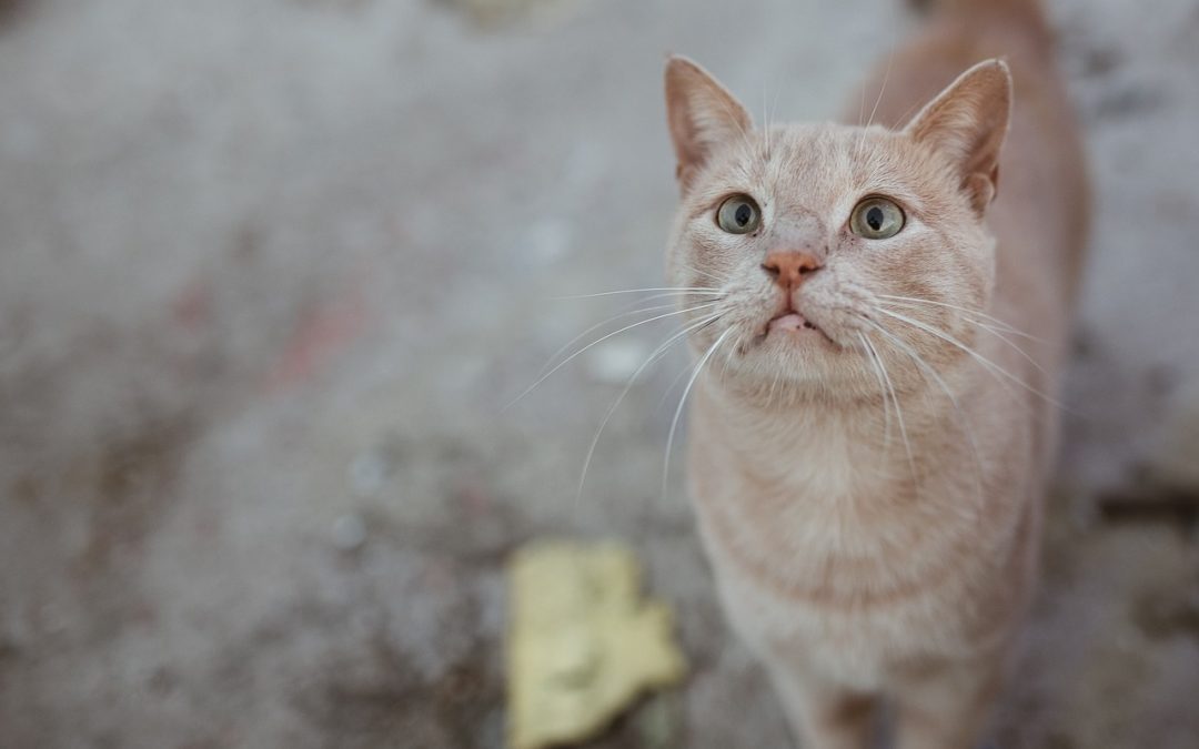 Beige cat with green eyes standing looking at camera