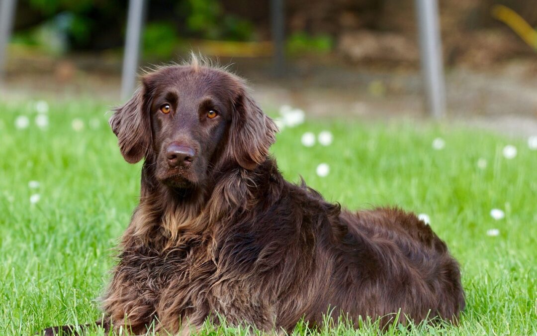 Brown dog with long hair laying in grass looking at camera