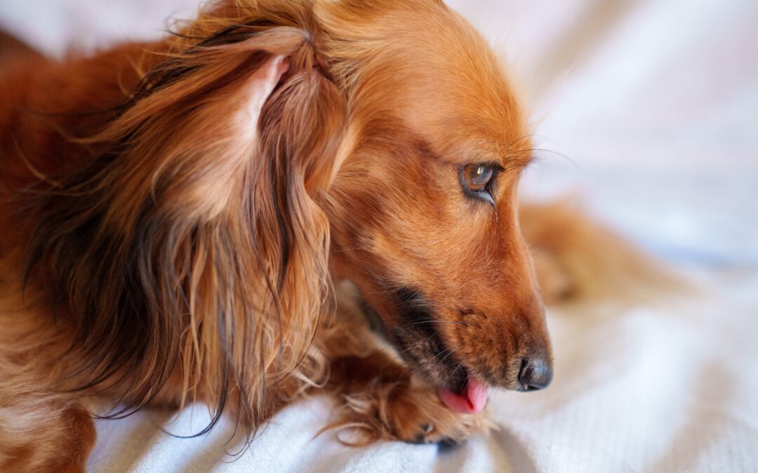 Brown Dachshund licking their paw