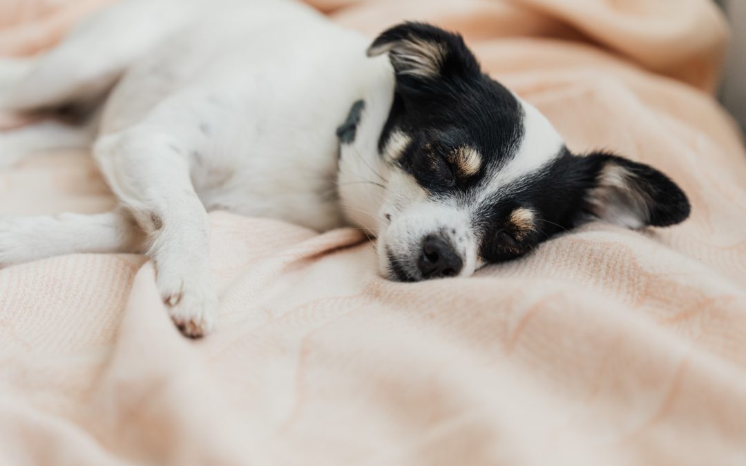 Black and white dog sleeping on a blanket