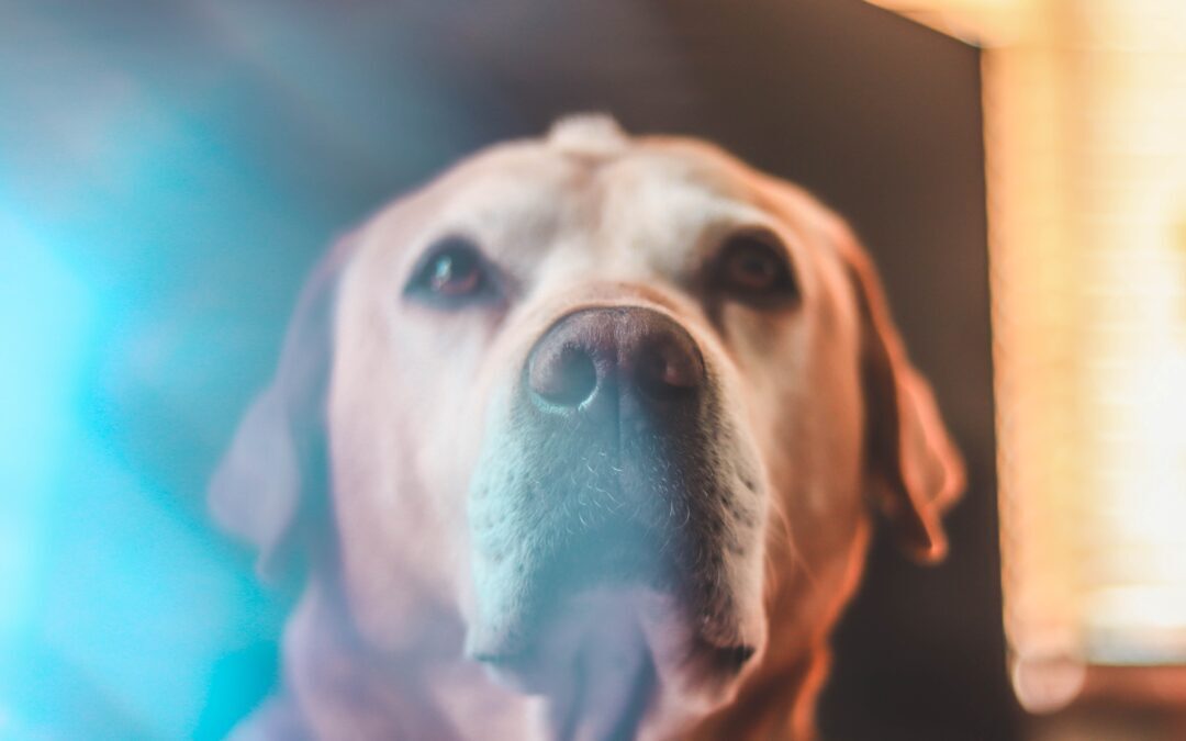 Senior dog looking up at the camera