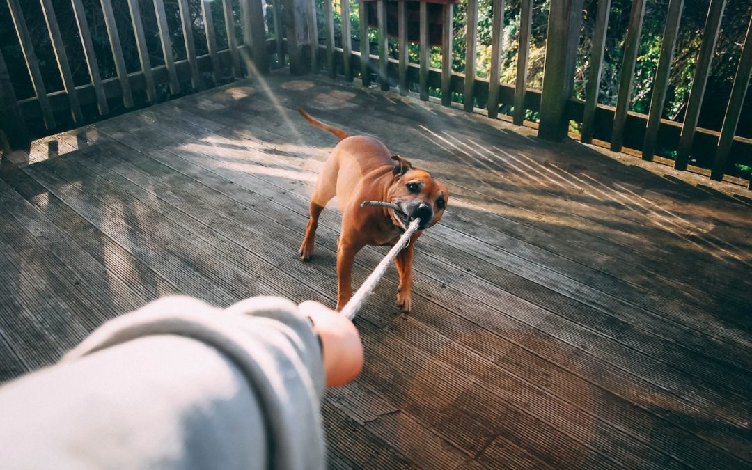 Brown dog biting a rope toy