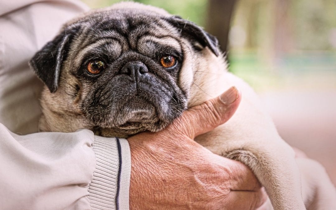 3 Simple Ways to Show Your Senior Pet Some Love