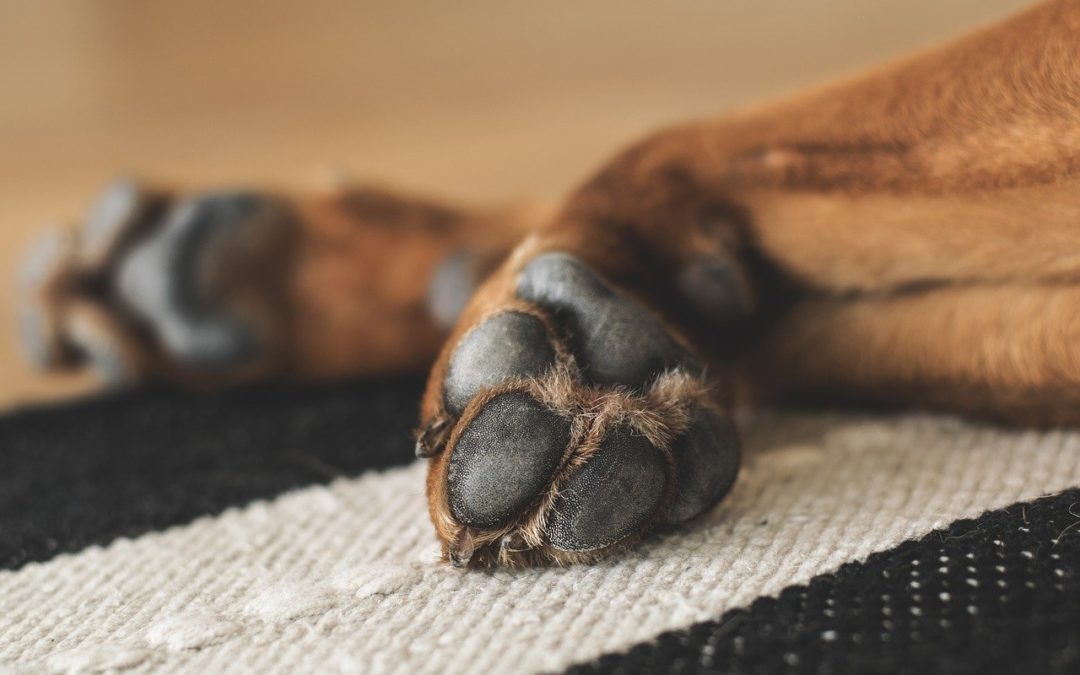 Reasons Why Your Dog Licks Their Paws