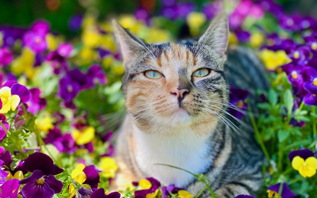 Make Sure Your Pet Is Safe From Common Springtime Emergencies