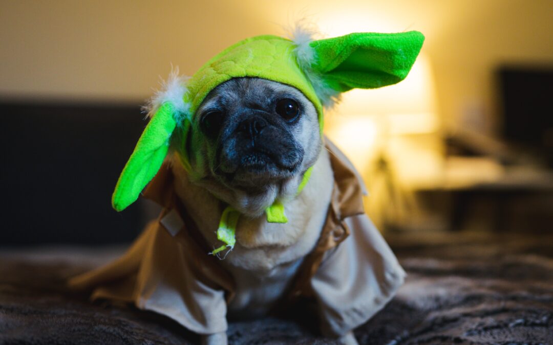 Pug in Yoda costume looking at camera