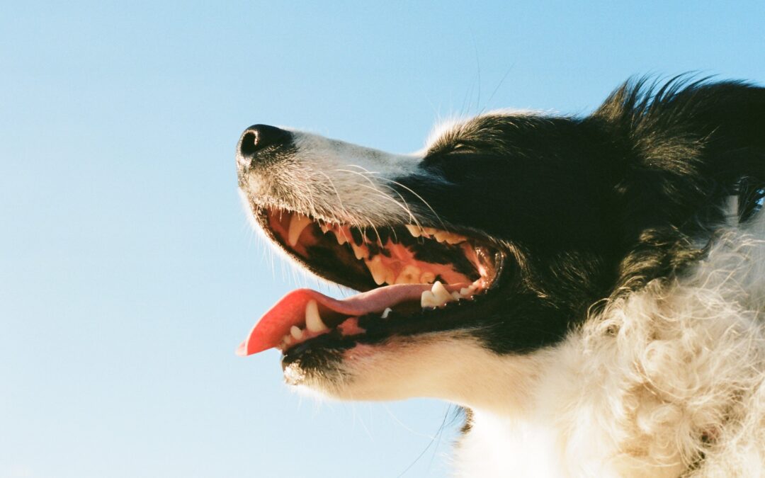 Bright Smiles, Happy Tails: A Comprehensive Guide to Canine Dental Health