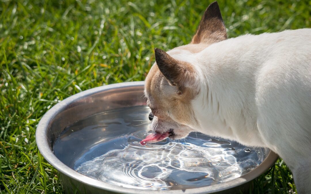 Ensuring Your Pet Stays Hydrated: A Comprehensive Guide