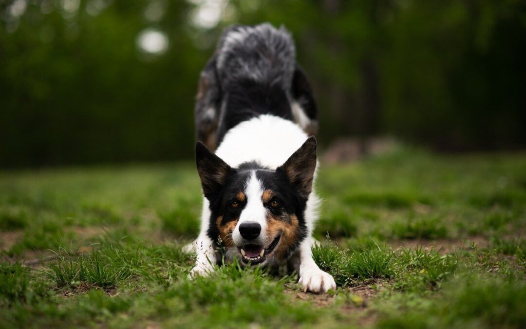 Shephard dog doing downward dog in grass